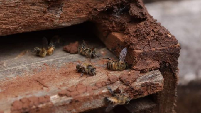 Cofepris confirma que la muerte de miles de abejas en Hopelchén fue por plaguicidas