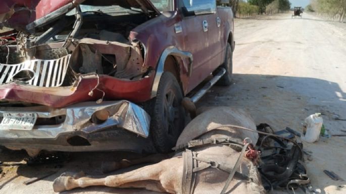 Caballo muere tras ser atropellado por una camioneta en Hopelchén