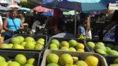 Por escasez, naranja agria incrementa su precio en Candelaria; el kilo se vende en 15 pesos