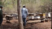 Apicultores de Campeche continúan quejas por la muerte de abejas en Hopelchén