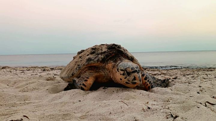Reportan cinco arribos de tortugas marinas en Playa Bonita, Campeche