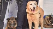 ¡Adiós vaquero! Bubu se jubila tras 9 años como perro policía en Hermosillo