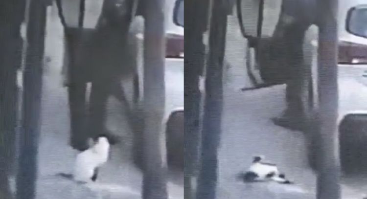 Hombre dispara y mata a gato en Tlalnepantla; VIDEO indigna a internautas