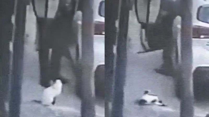 Hombre dispara y mata a gato en Tlalnepantla; VIDEO indigna a internautas