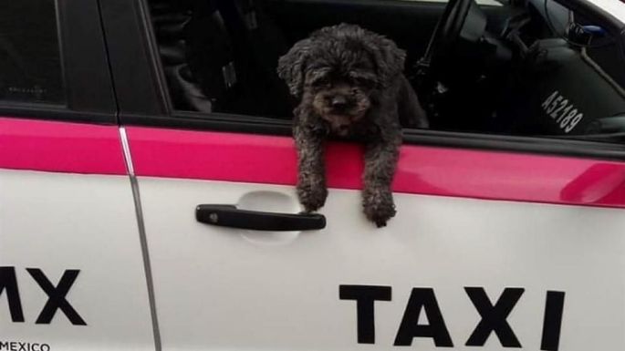 Perrito viaja 'rápido y furioso' sobre el techo de un taxi en el Edomex: VIDEO