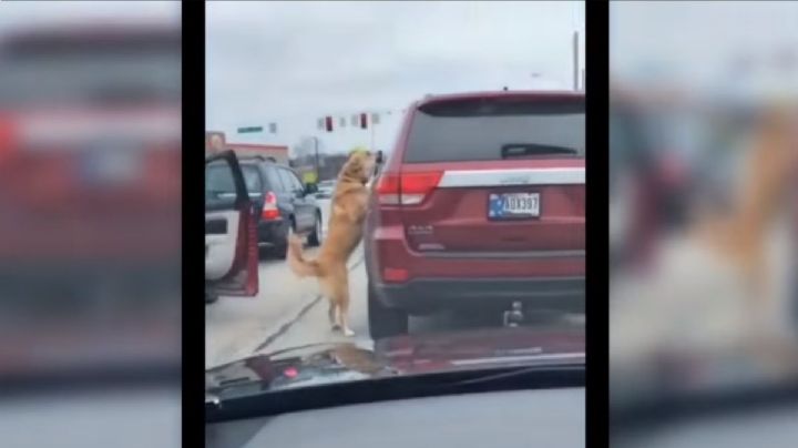 Perrito echa pleito a otro y hasta se baja del carro en pleno semáforo: VIDEO