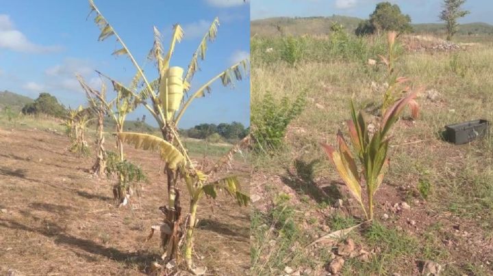 Falta de lluvias en Hecelchakán pone en riesgo las cosechas de calabaza y maíz