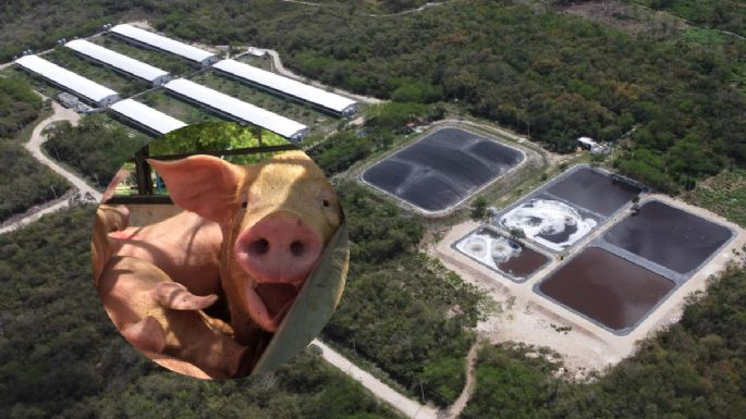 Activistas exigen un alto a Kekén en Yucatán; contaminan más de mil litros de agua por cada cerdo