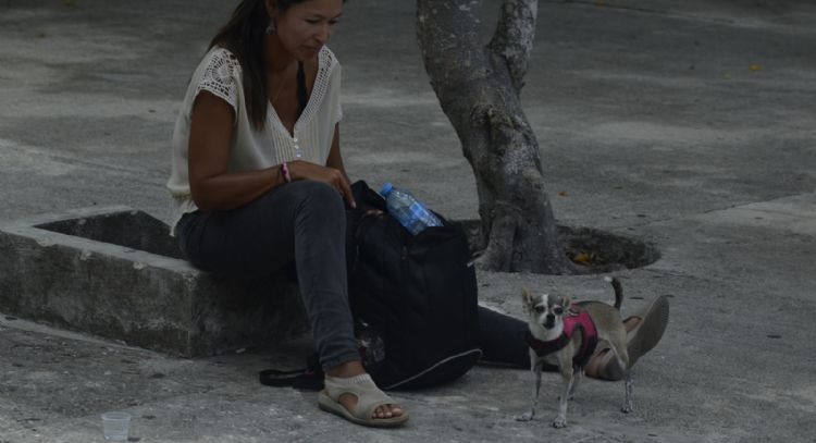 Chihuahua regresa con su dueña a San Luis Potosí desde el Aeropuerto de Cancún