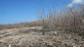 ¡Alerta! Cenotes y manglares de Yucatán, en peligro por contaminación y deforestación