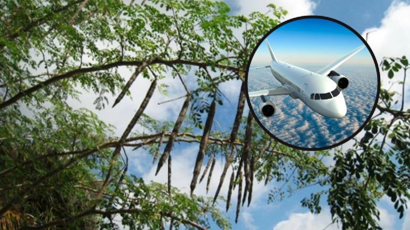 Moringa, de planta medicinal en Yucatán a combustible para aviones