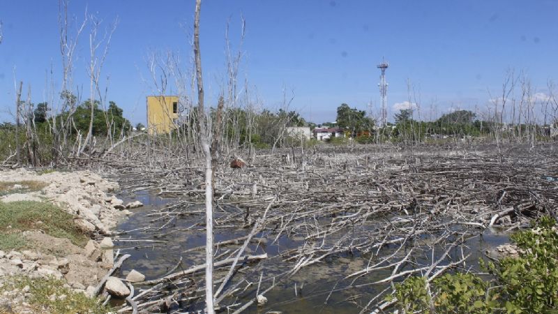 Mancha urbana 'devora' el manglar en las playas del Litoral Oriente