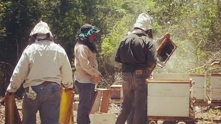 Falta de lluvias mata a abejas y desploma producción de miel en Hopelchén