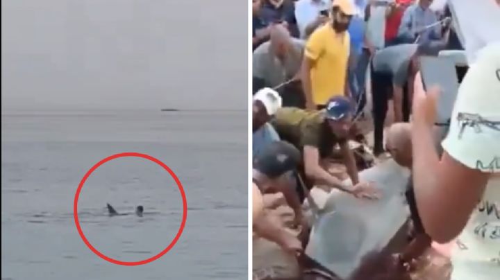 Captan el momento en que tiburón mata a un joven ruso en Egipto: VIDEO