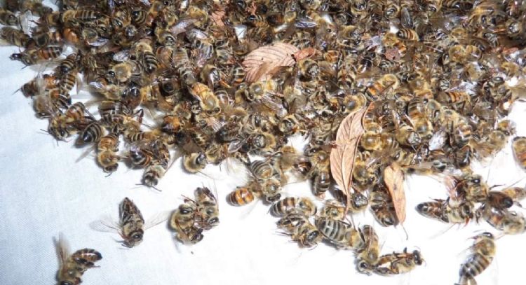 Juez de Campeche ordena frenar actividades que causan la muerte de abejas