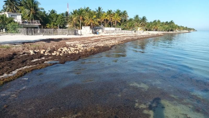 Sargazo 'inunda' el Litoral Oriente de Yucatán; turistas se ausentan de las playas