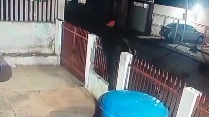 "Feroces perritos” frustran robo a una casa tras enfrentar al ladrón: VIDEO