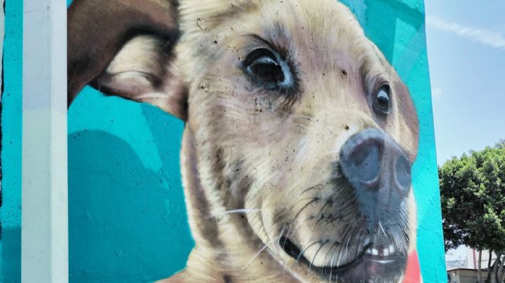 Pintan mural dedicado a 'El Chicles', perrito maratonista, en Baja California