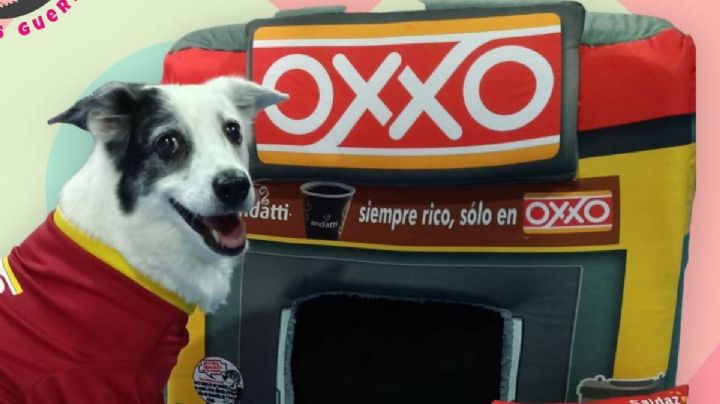 "Pase a la siguiente caja": Crean camitas de mini Oxxo para perros
