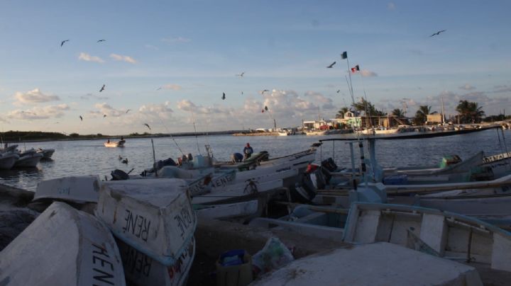Lodo en el mar amenaza a la pulpeada en Yucatán a cinco días de iniciar la temporada