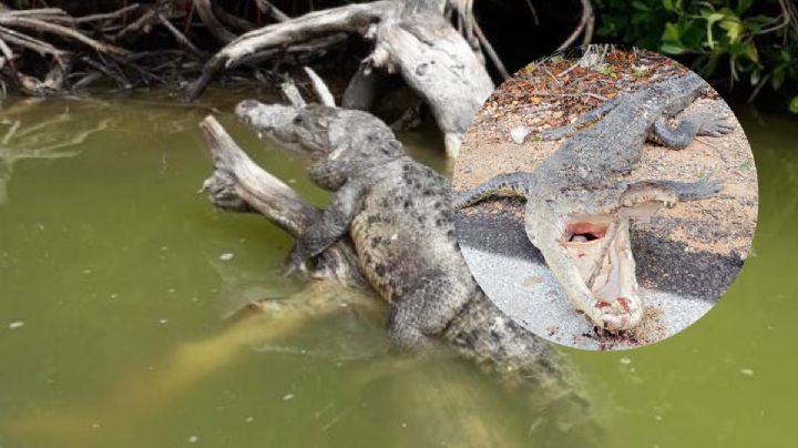 Atropellan a un cocodrilo en la vía Tizimín-Río Lagartos; le destrozaron el cráneo