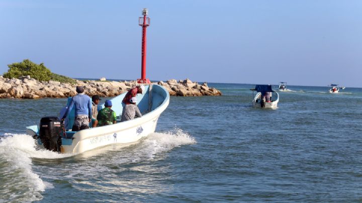 Pulpeada en Yucatán: Pescadores reportan regular arranque; capturan 40 kilos por lancha