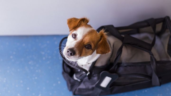 Aeropuerto de Campeche: Aeroméxico cobra hasta dos mil pesos por transportar a un perro