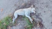 Envenenan a siete perros y gatos en Tizimín; vecinos exigen sancionar a los asesinos