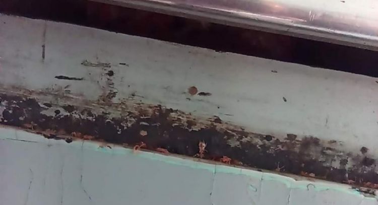 Estas son las imágenes de la plaga de chinches en el Metro de CDMX