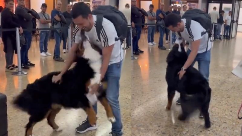 Perrito recibe a su dueño en el aeropuerto de Medellín con emotivo mensaje: VIDEO