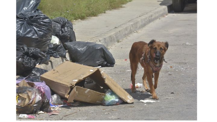 Colonias de Cancún, 'invadidas' por perros y gatos callejeros