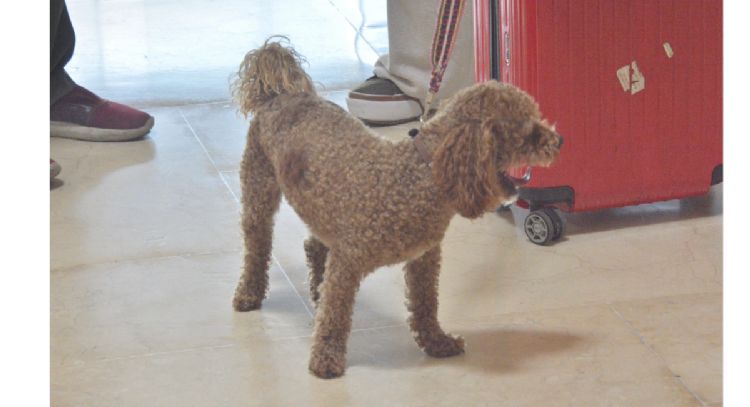 “Brown”, un poodle toy, regresa a Los Ángeles tras vacacionar en Cancún