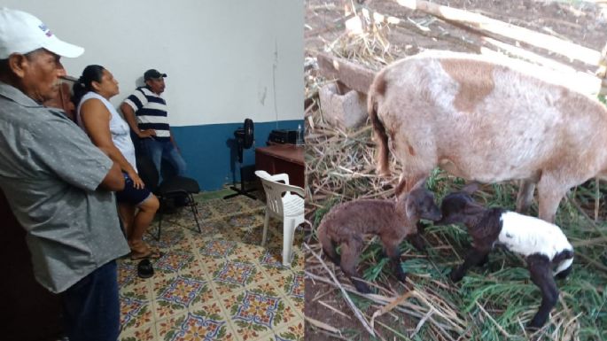 Pobladores denuncian 'robo masivo' de carneros en ranchos de Sinanché