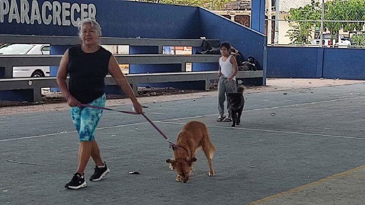 100 Mascotas vacunadas contra la rabia en Playa del Carmen
