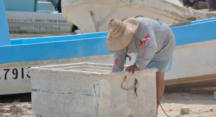 Cae demanda y precio de la langosta en Cancún