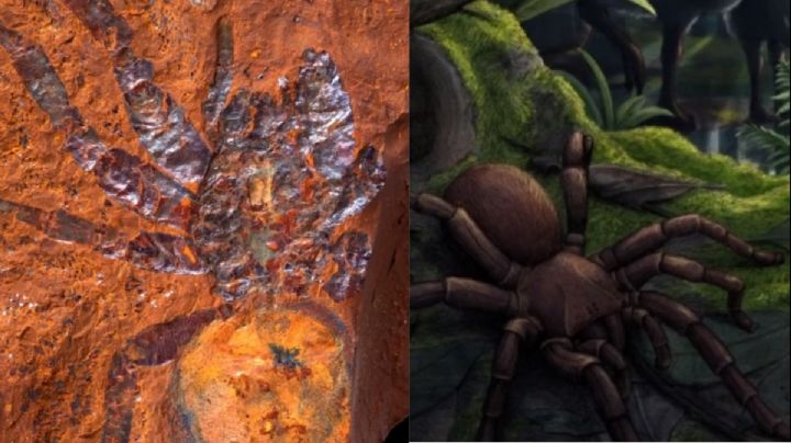 Descubren fósil de araña gigante de más de 11 millones de años