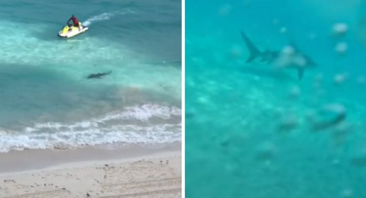 Tiburón espanta a bañistas de playa Chac Mool en Cancún: VIDEO