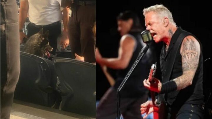 Perrita escapa de casa y termina en concierto de Metallica