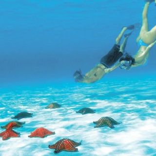 Conoce cuál es el municipio de Quintana Roo donde puedes nadar con estrellas de mar