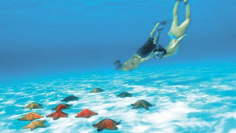 Conoce cuál es el municipio de Quintana Roo donde puedes nadar con estrellas de mar