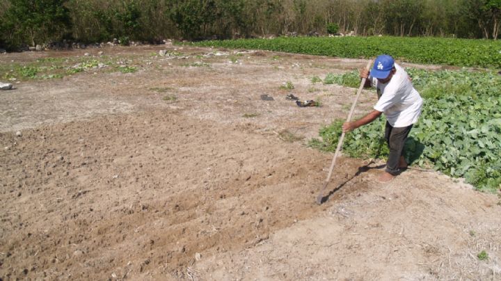 En Sinanché, mantienen la creencia de los aluxes protectores de las milpas en Yucatán