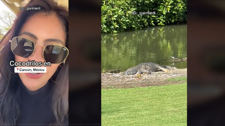 Campo de golf en Cancún, 'invadido' de cocodrilos: VIDEO