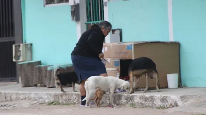 Mujer construye casita de cartón para proteger a los perritos del frío en Tamaulipas