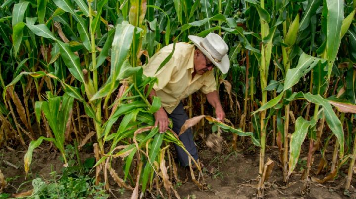 Empresas yucatecas regatean precio del maíz a campesinos de Hopelchén