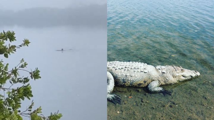 Hombre entra a pelear con un cocodrilo en la Laguna del Carpintero en Tampico: VIDEO