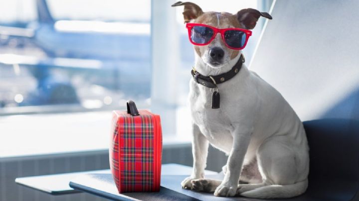 Estos son los nuevos requisitos para viajar con tu mascota en avión en el 2024