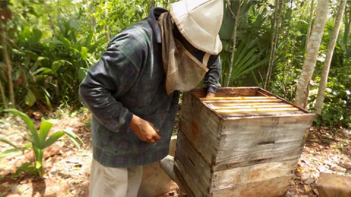 Precio del litro de la miel afecta a 7 mil apicultores en Yucatán