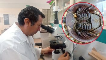 Buscan salvar a la población de 'cacerolita de mar' con una innovadora investigación en Tizimín