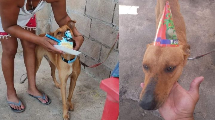 Celebran cumpleaños de perrito con pastel y regalos en Dzidzantún: FOTOS