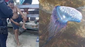 Estos son los animales marinos que amenazan a bañistas en Progreso